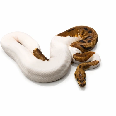 Orange Dream Leopard Clown Pied Ball Python - male for sale from Js Royal pythons