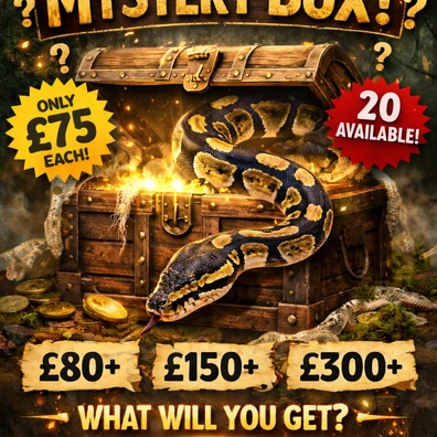 Ball Python Mystery Box Ball Python - unknown for sale from Js Royal pythons