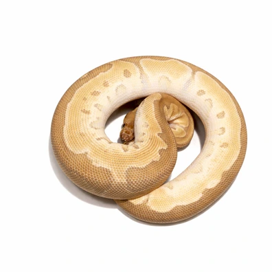 Mojave Leopard Clown Poss Double Het Ultramel Sunset