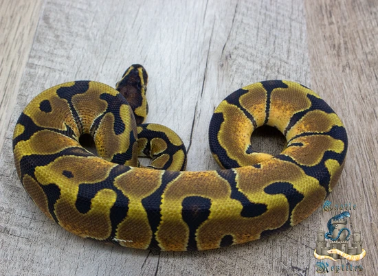 Female Enchi Ball Python by Castle Reptiles LLC