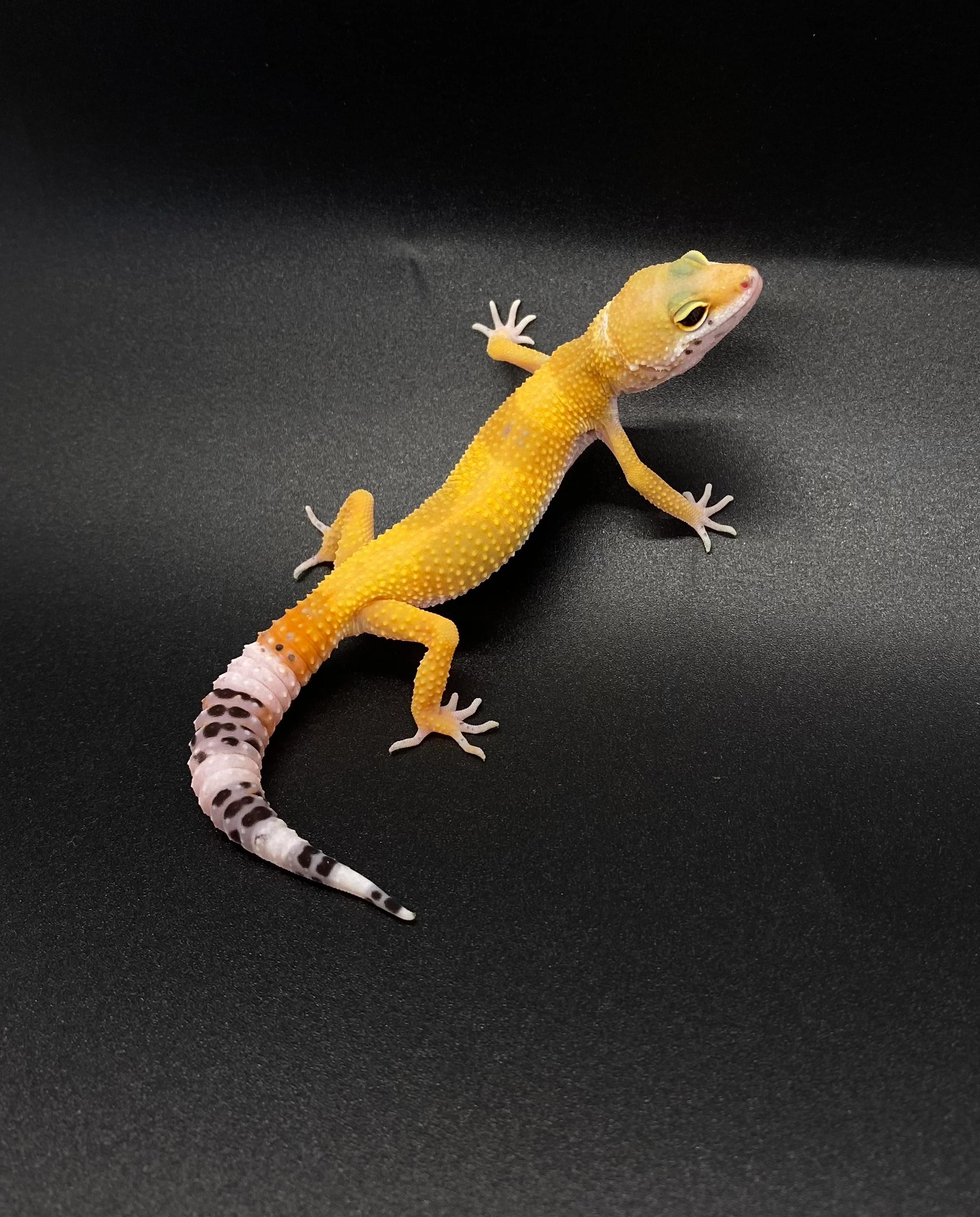 SHTCTB Leopard Geckos by Jones Geckos - MorphMarket