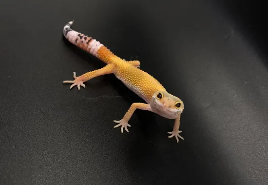 未開封品 OZWRT Agave Leaf Tailed Gecko 17cm 美品】OZWRT Agave Leaf Tailed Gecko 17cm