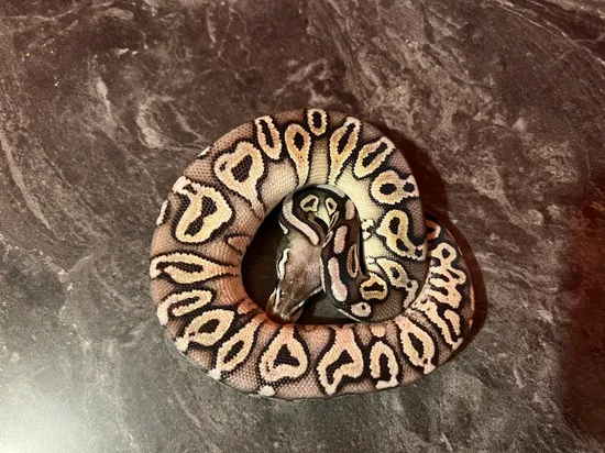 Pewter 50% Het Clown Ball Python by JV Royal Pythons