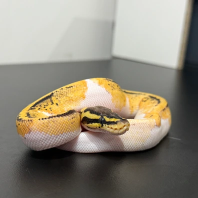 Pastel Piebald 66% Het Clown Ball Python - male for sale from Frontline