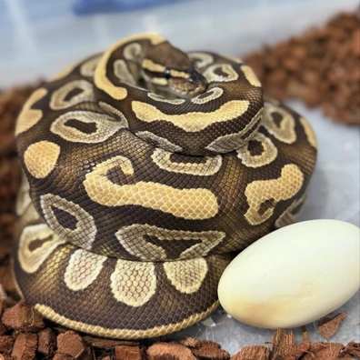 Mojave Ball Python - female for sale from Frontline