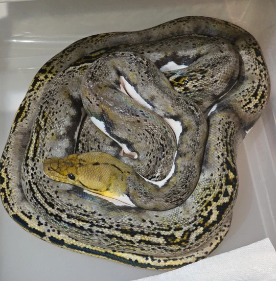 Tiger Pied Male Reticulated Python by Exotic emporium