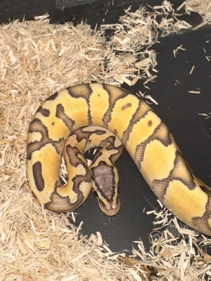 Hypo Super Pastel Yellow Belly Ball Python by Santiago Family Exotic ...