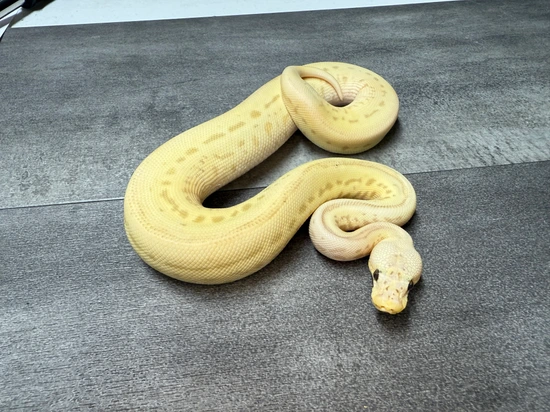 Pastel Scarecrow Female Ball Python by DCM Reptiles