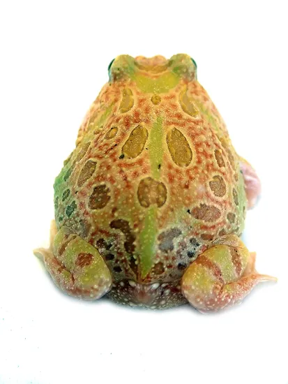 View of Sunburst Pac-Man Frog - Ceratophrys Cranwelli (Captive Bred CBP) Pacman ...