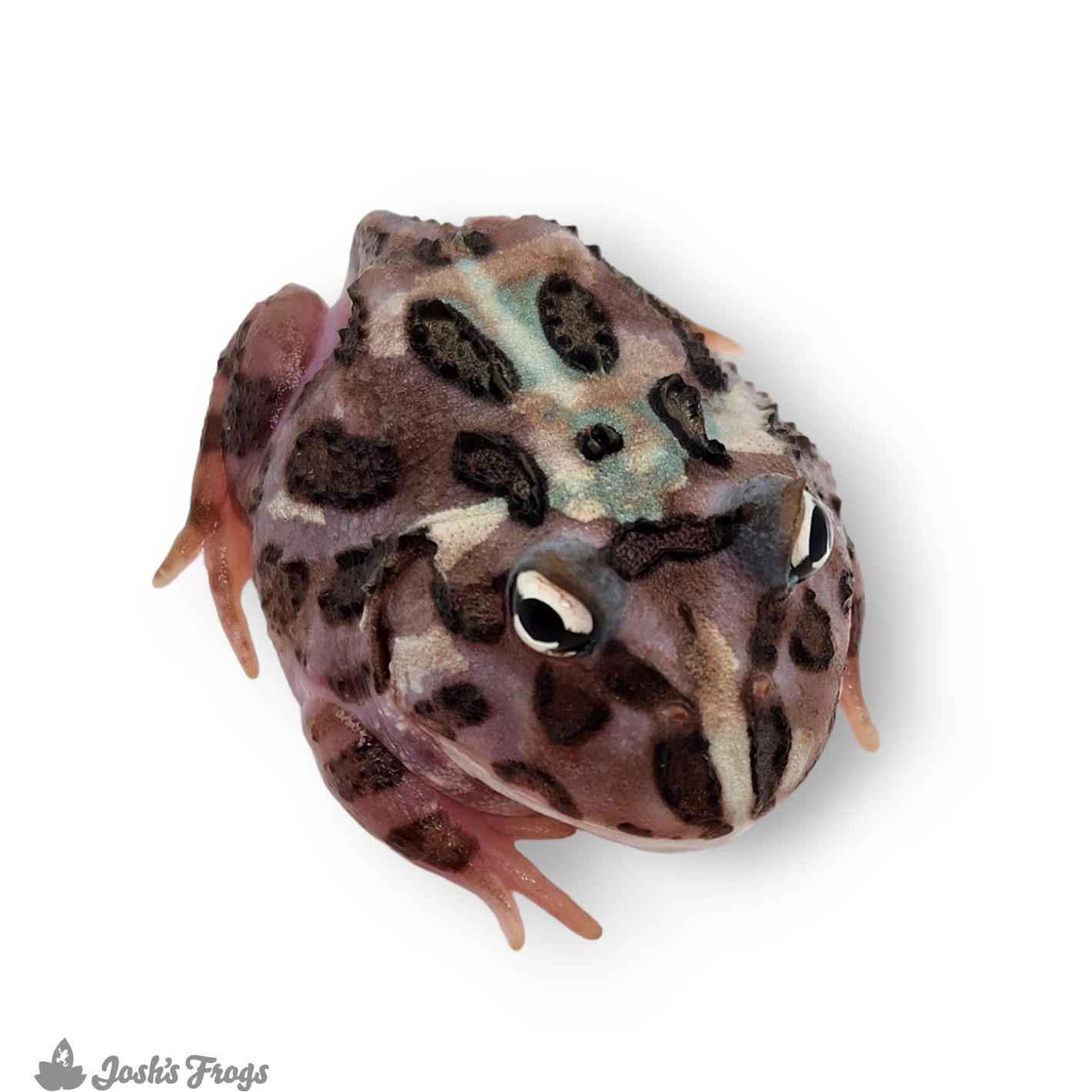 Blue Samurai Pacman Frog: Ultimate Care Tips & Fascinating Facts