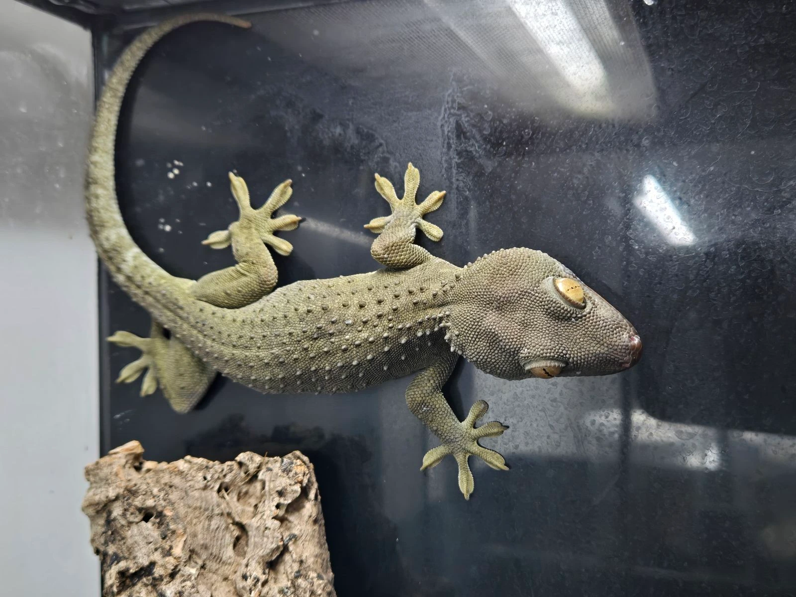 GECKO ゲッコー カホン Amazon | TOCA T-GC Gecko Clacker ゲッコー