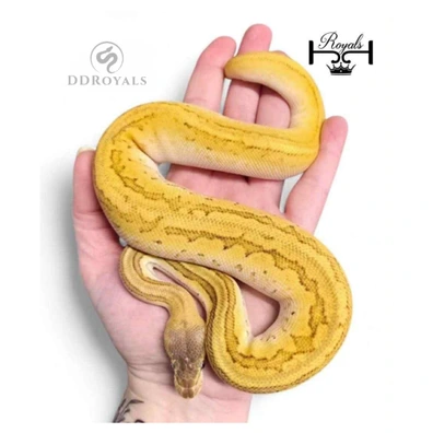 Super Orange Dream Mojave Pinstripe 100% Het Desert Ghost 50% Het Pied Ball Python - female for sale from JJ Royals