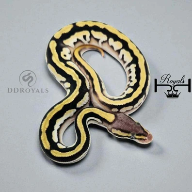 Orange Dream Pastave 100% Het Desert Ghost 50% Het Pied Ball Python - male for sale from JJ Royals