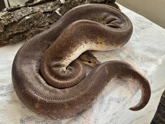 1.0 Super Cinnamon Pastel -