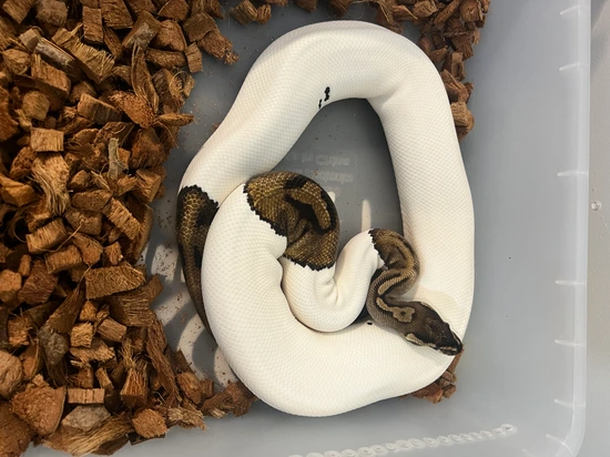 Pied 100% Het Albino Ball Python by Parsons Pythons
