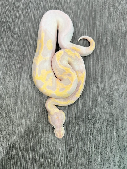Super Banana Pied Ball Python by Parsons Pythons