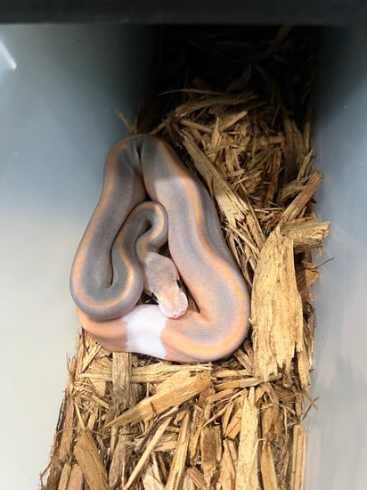 Banana Cinnamon Champagne Het Hypo Ball Python by Parsons Pythons