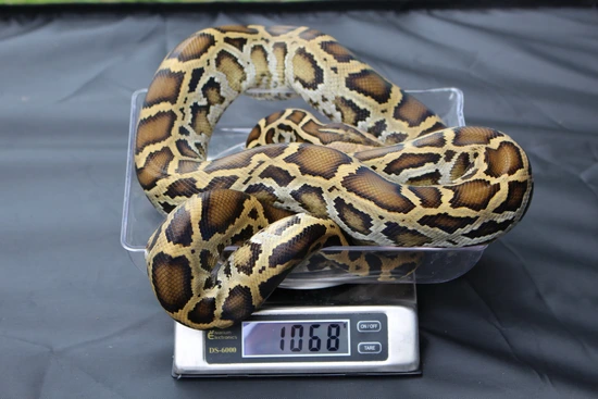 Triple Het Burmese Python by Primo's Reptiles
