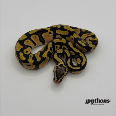 Pastel Orange Dream Het Clown 50% Het Pied