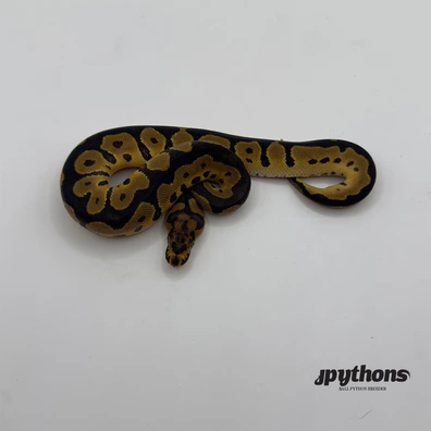 Orange Dream Clown 50% Het Pied