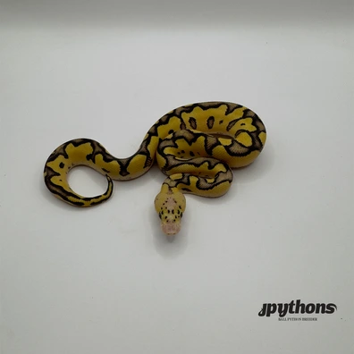 Pastel Vanilla Orange Dream Clown 50% Het Pied