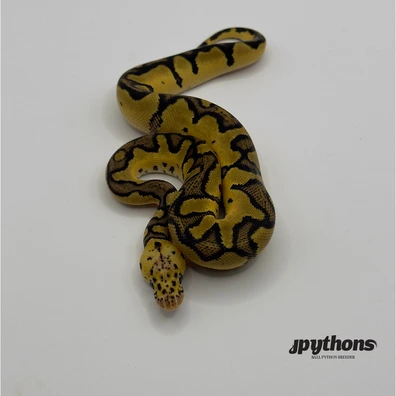 Pastel Vanilla Clown 50% Het Pied