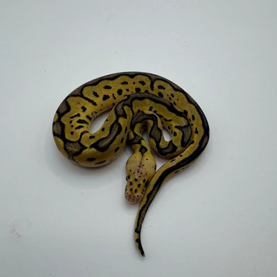 Pastel Clown 66% Het Pied
