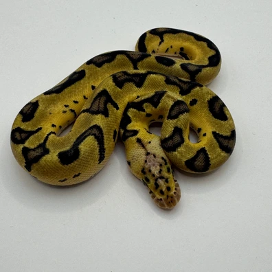 Pastel (Od) Clown 66% Het Pied