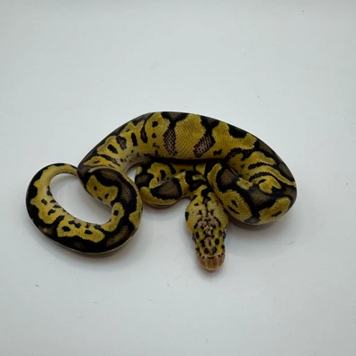 Pastel Clown 66% Het Pied