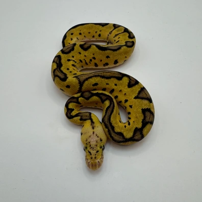 Pastel (Od) Clown 66% Het Pied