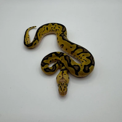 Pastel (Od) Clown 66% Het Pied