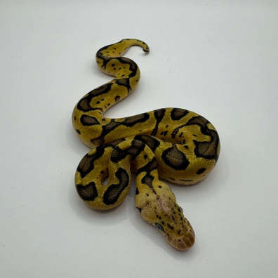 Pastel (Od) Clown 66% Het Pied