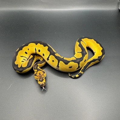 OD Clown 66% Het Pied Ball Python - male for sale from JPythons