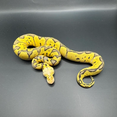 Super Pastel (Od) Clown 66% Het Pied Ball Python - female for sale from JPythons