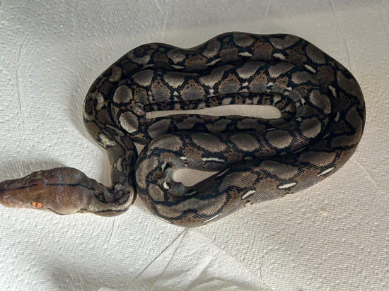 100% Het Ocelot Pair Sunfire Reticulated Python by JPRetics