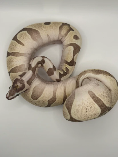 Scaleless Ball Python by Python Lab