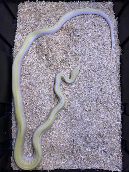 2025 Paradox Cow Reticulated Python by BRB Exotics