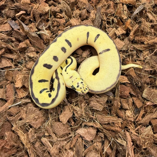 Pastel Enchi Batman 50% Het Hypo POS Het Ultramel Ball Python by JRReptiles