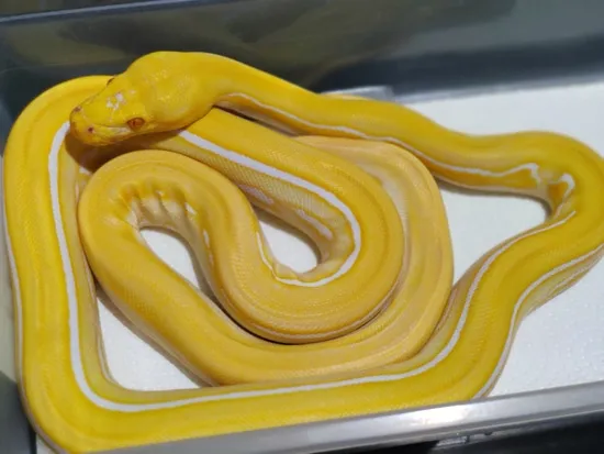 White Velvet Reticulated Python by JS Serpents