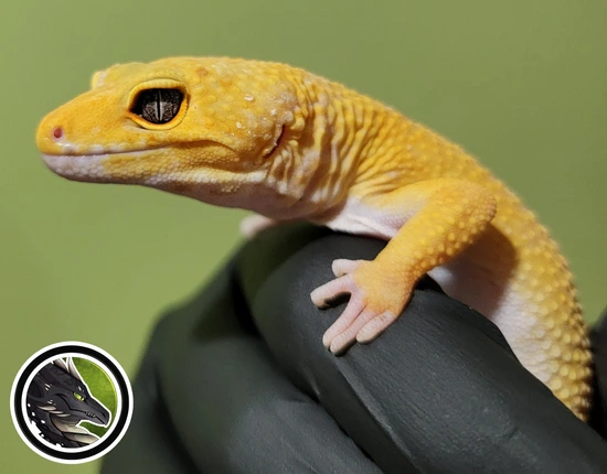 Super Hypo Tangerine Carrot Tail Baldy Male Leopard Gecko by Black ...
