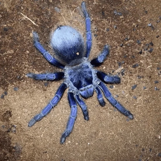 Brazilian Blue Violet Tarantula .5 1” (Pterinopelma Sazimai) by