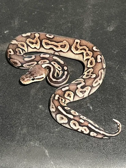 Pastel Cinnamon Ball Python by Green Mountain Morphs