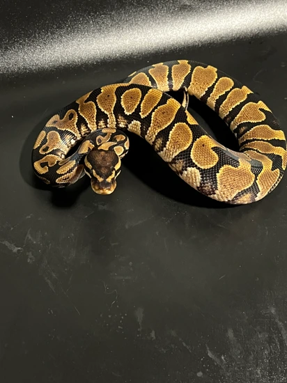 Yellowbelly Het Orange Ghost Ball Python by Green Mountain Morphs