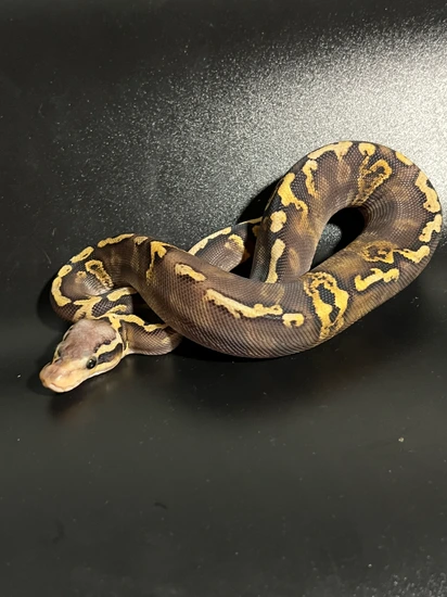 Super GHI Pastel Ball Python by Green Mountain Morphs