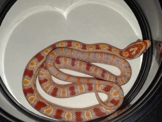 Reverse Okeetee Corn Snake by Jonathon Sell Reptiles