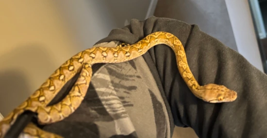 Female Reticulated Python Pet Pure Kalaotoa Female Reticulated Python by Tosetti Pythons & Boas