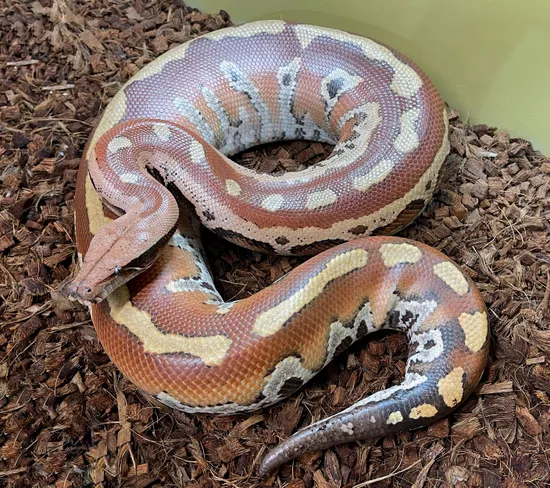 Bangka Locale Blood Python by Brass Man Reptiles