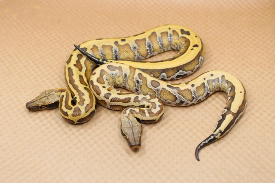 1.1 💯 Double Het Pied/T+ Albino And 50% Possible Het T- Albino Pair ...