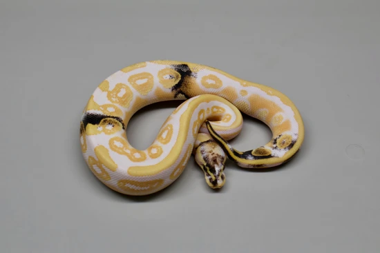 Paradox Albino Black Pastel 66% Het Tri-Stripe! Ball Python by ...
