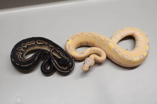 Black Head Black Pastel/Banana Poss Black Head 50% DH Hypo/Tri-Stripe ...